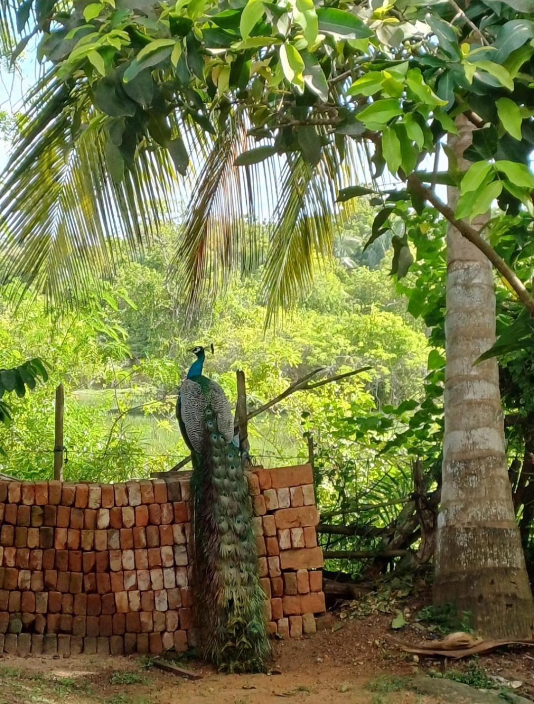 Turtle Island Cabana 坦加拉 外观 照片